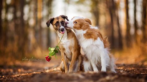 animal lover wallpaper|Dog Lover Wallpapers .